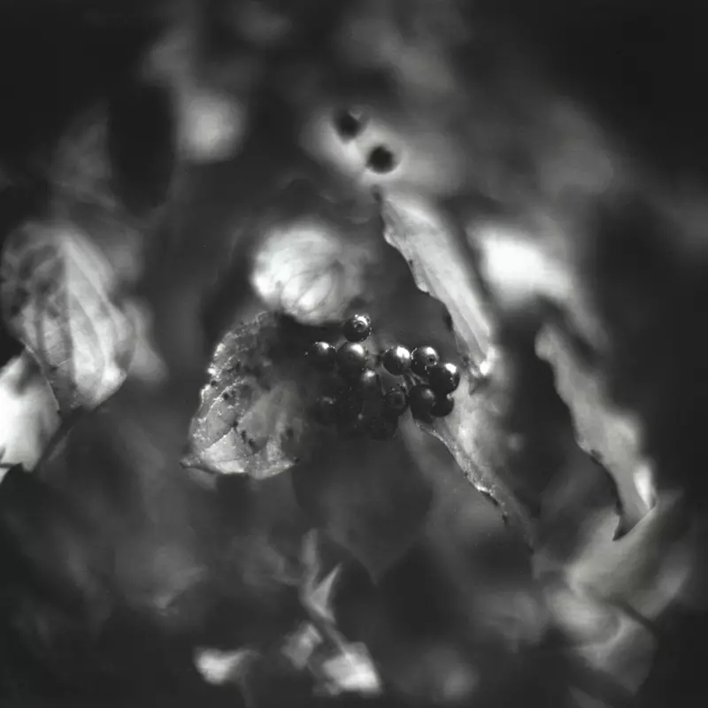 fotografia analogowa grono owoców aronii