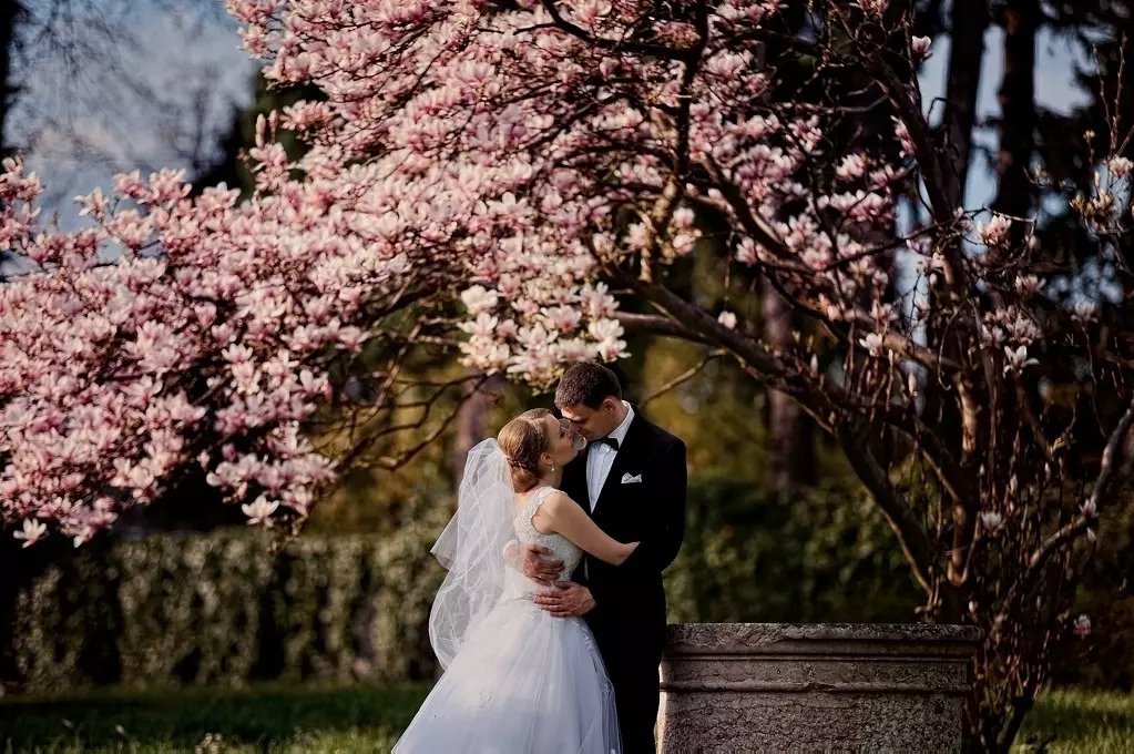 Zakochana para młoda na tle kwitnącego na różowo drzewa