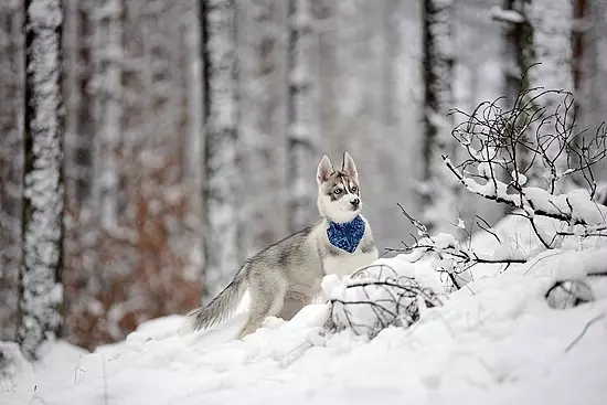 Szczeniak Siberian Husky w lesie na stoku ze śniegiem