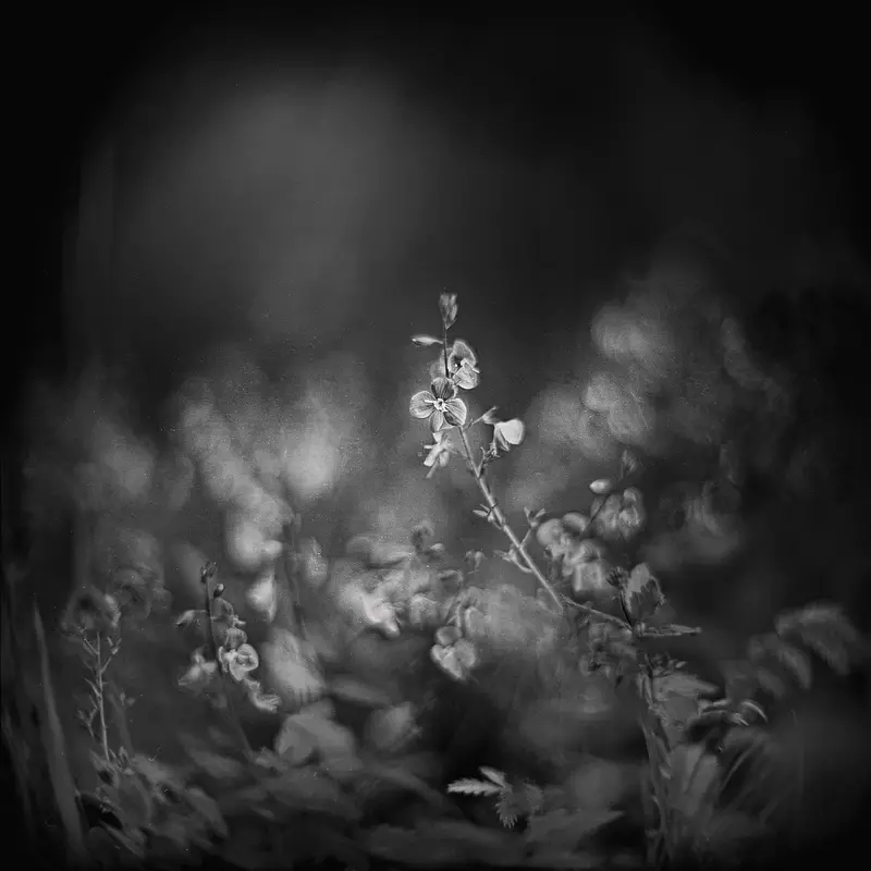 fotografia analogowa a na niej kwiatek leśny