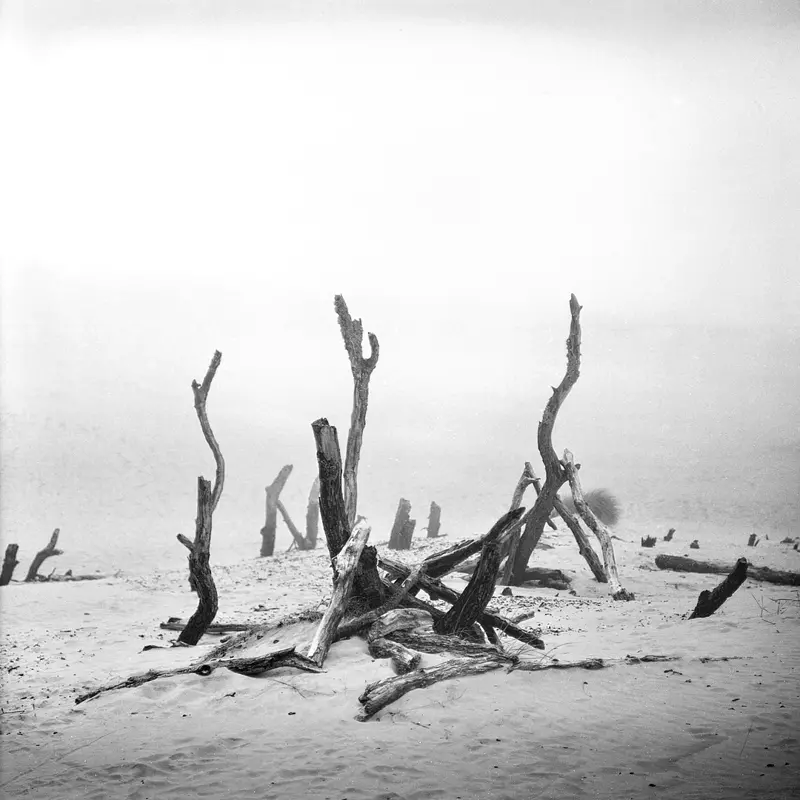 fotografia analogowa z wydmami w parku słowińskim i fragmentami połamanych drzew