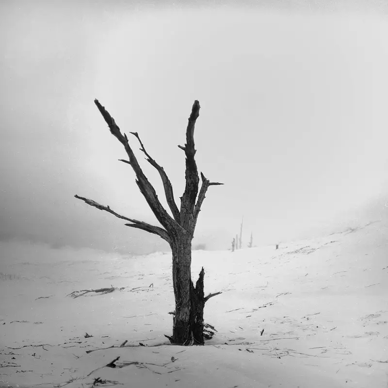 fotografia analogowa a na nim uschnięte drzewo na wydmach podczas mgły i szadzi morskiej