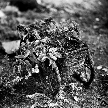 Pentacon Six TL Kaleinar 150mm f/2.8 Ilford 125