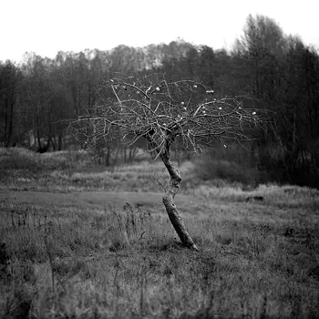 Fotografia analogowa zdziczałej jabłoni obiektyw Sonnar 180mm f/2,8