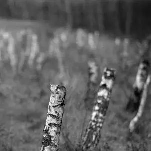 Carl Zeiss Jena Sonnar 180 mm Sample